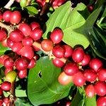 ethiopian-coffee-bean